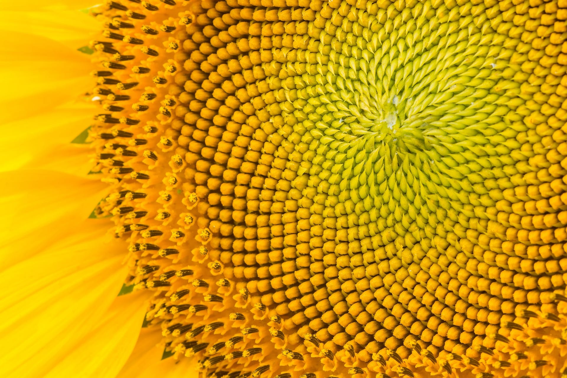 sunflower pattern